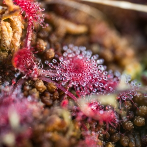 Lielā Ķemeru tīreļa laipa