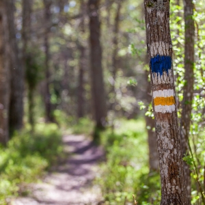Pārgājienu maršruts "Mežtaka"