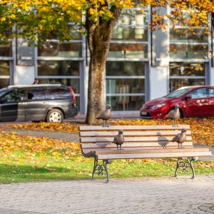 Jūrmalas baltā kaija