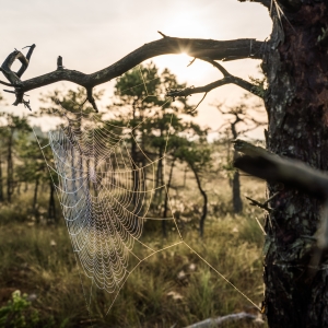 Lielā Ķemeru tīreļa laipa