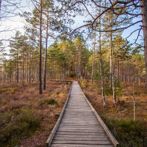 Rohelise luite marsruut