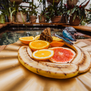 Jūrmalas tauriņu māja