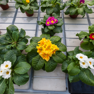 Stādu maiņa | Dabas Mākslas Skola