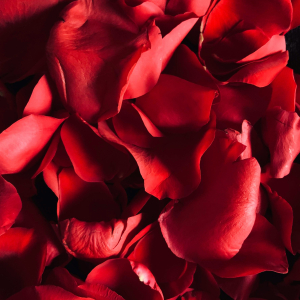 Sieviešu dienas meistarklase |  ROOM Jūrmala