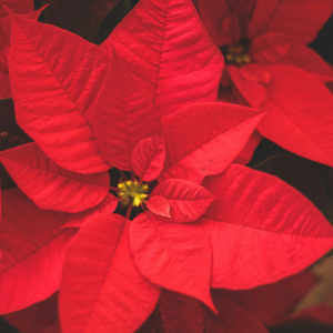 Ziemassvētku radošā darbnīca bērniem | Korso centrs