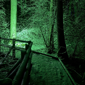 Gaismas taka jaunas dzīvības noskaņās | Dumbrāja laipa