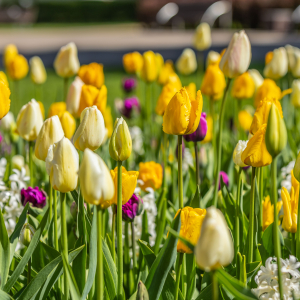 Meistarstāsti | No haosa uz harmoniju dārzā | Jūrmalas Kultūrtelpas un vides dizaina centrs