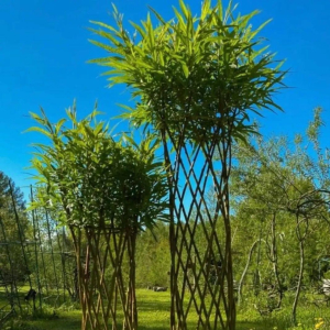 Pīto stādu meistarklase | Bulduru tehnikums