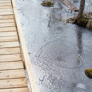 Atklāj 7 mazāk pazīstamas dabas takas Jūrmalas apkārtnē